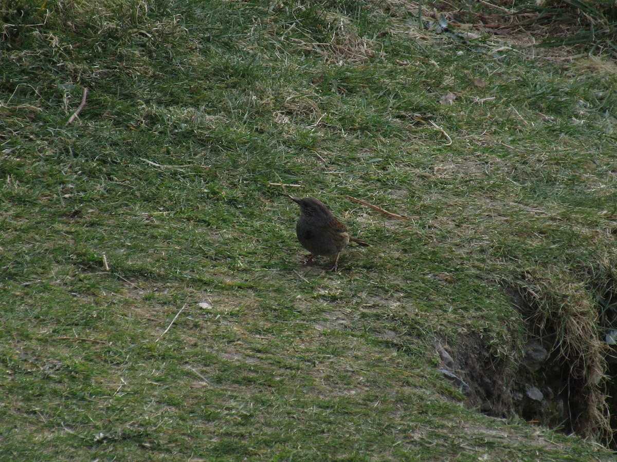 Accenteur mouchet - ML647188380