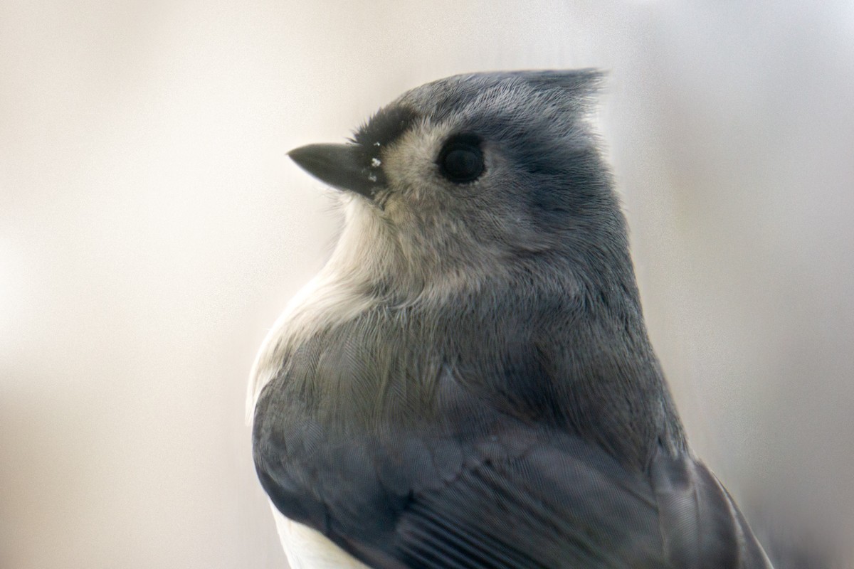 Tufted Titmouse - ML647188390