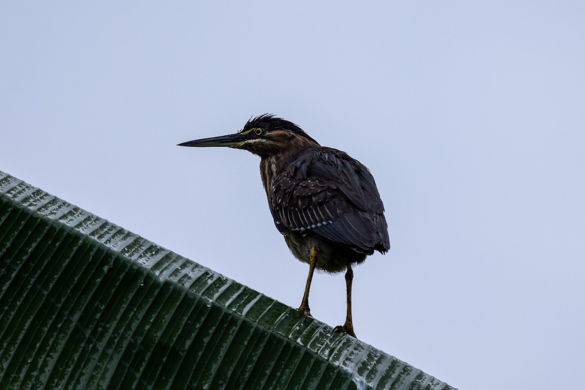 綠簑鷺 - ML647188391