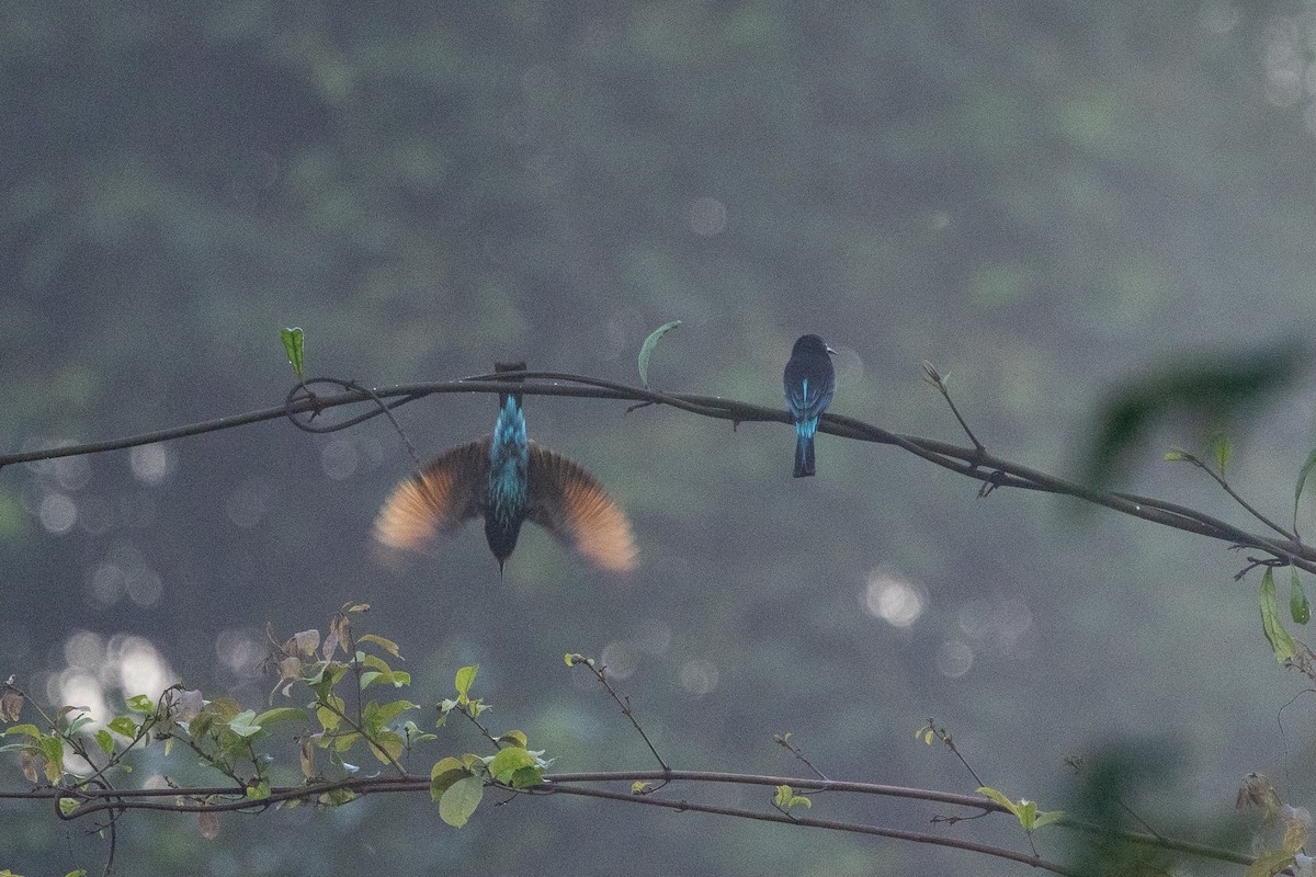 Black Bee-eater - ML647188399