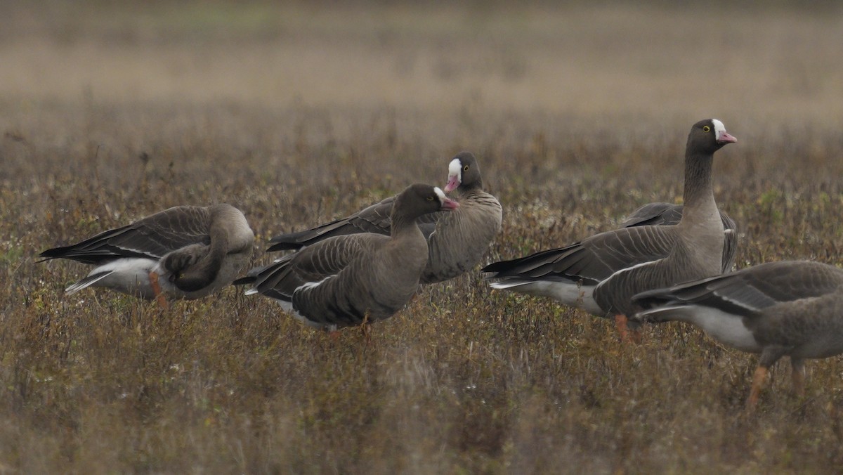 Lesser White-fronted Goose - ML647188402