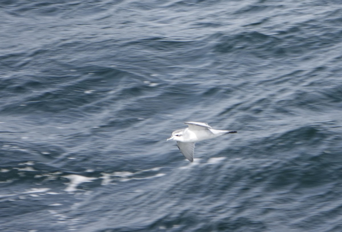 Antarctic Prion - ML647188404