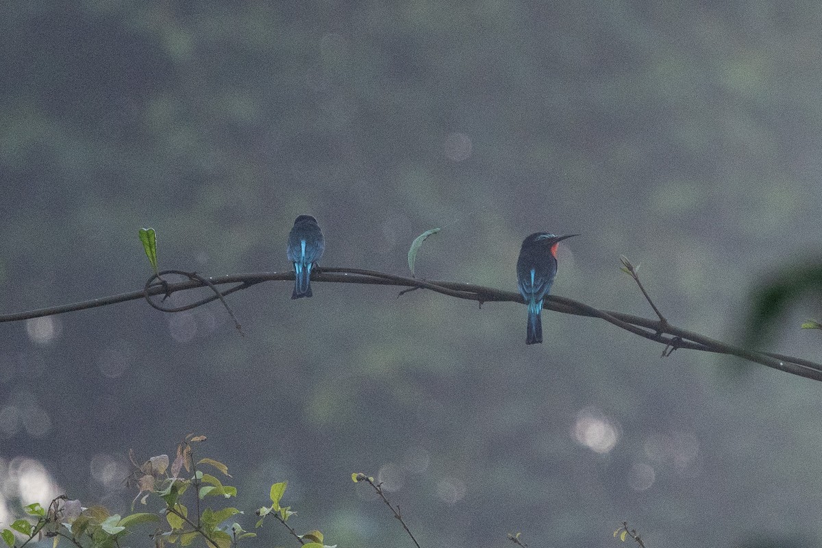 Black Bee-eater - ML647188407