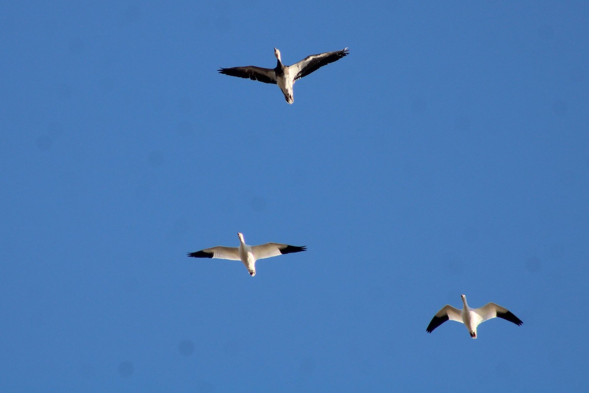 Гусь Росса - ML647188408