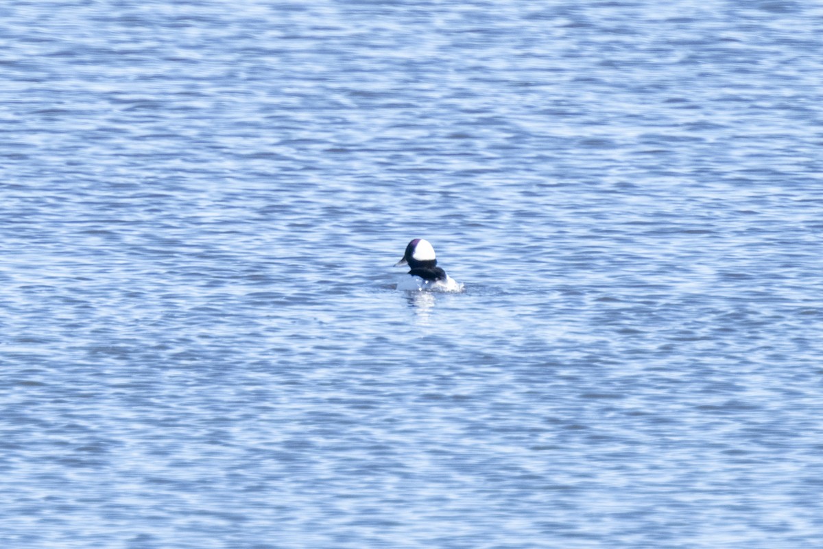 Bufflehead - ML647188410