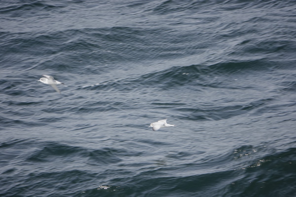 Antarctic Prion - ML647188411