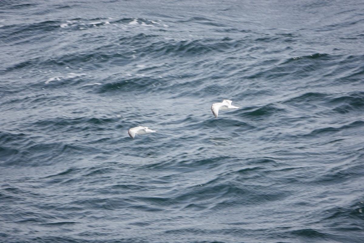 Antarctic Prion - ML647188420