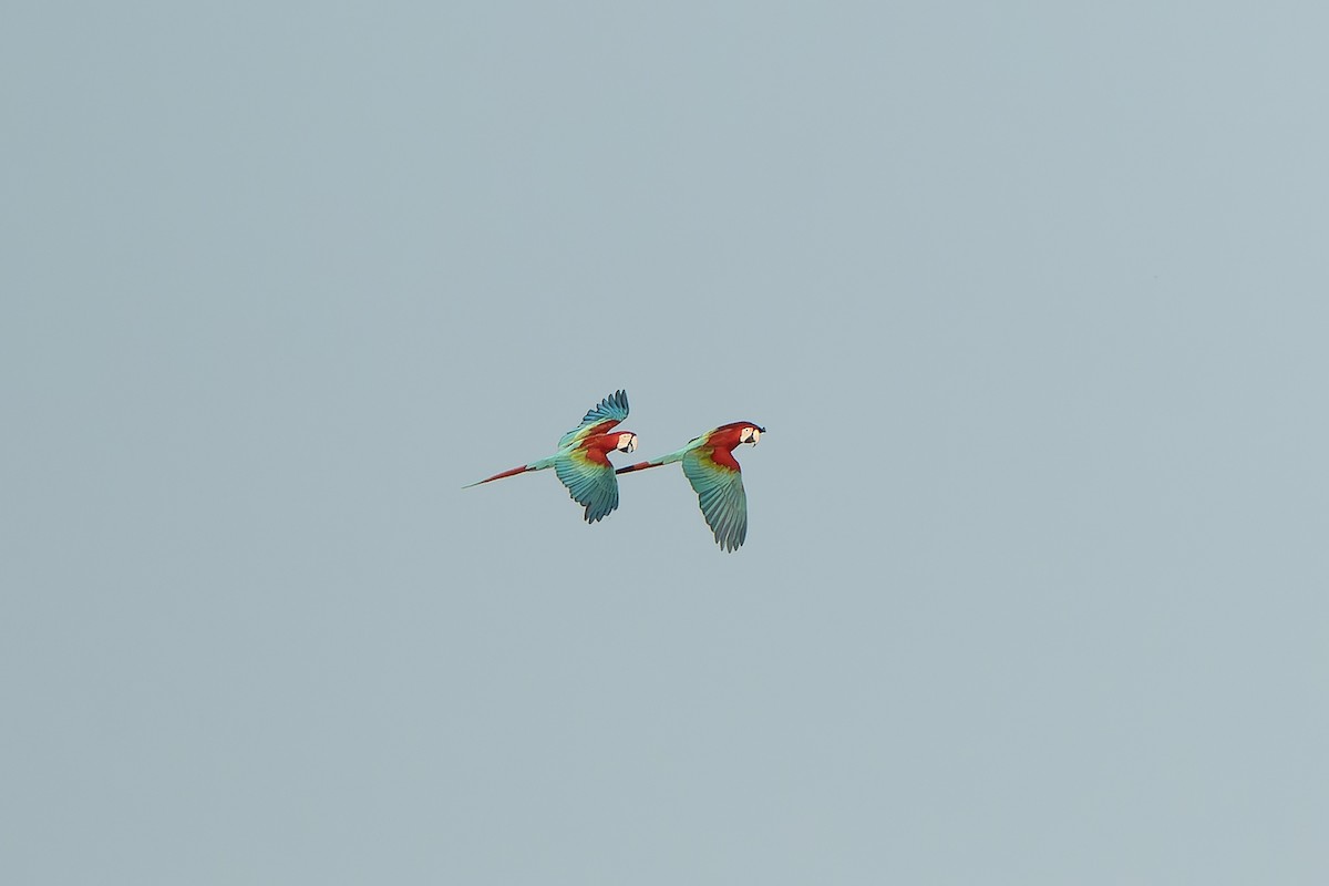 Red-and-green Macaw - ML647188429