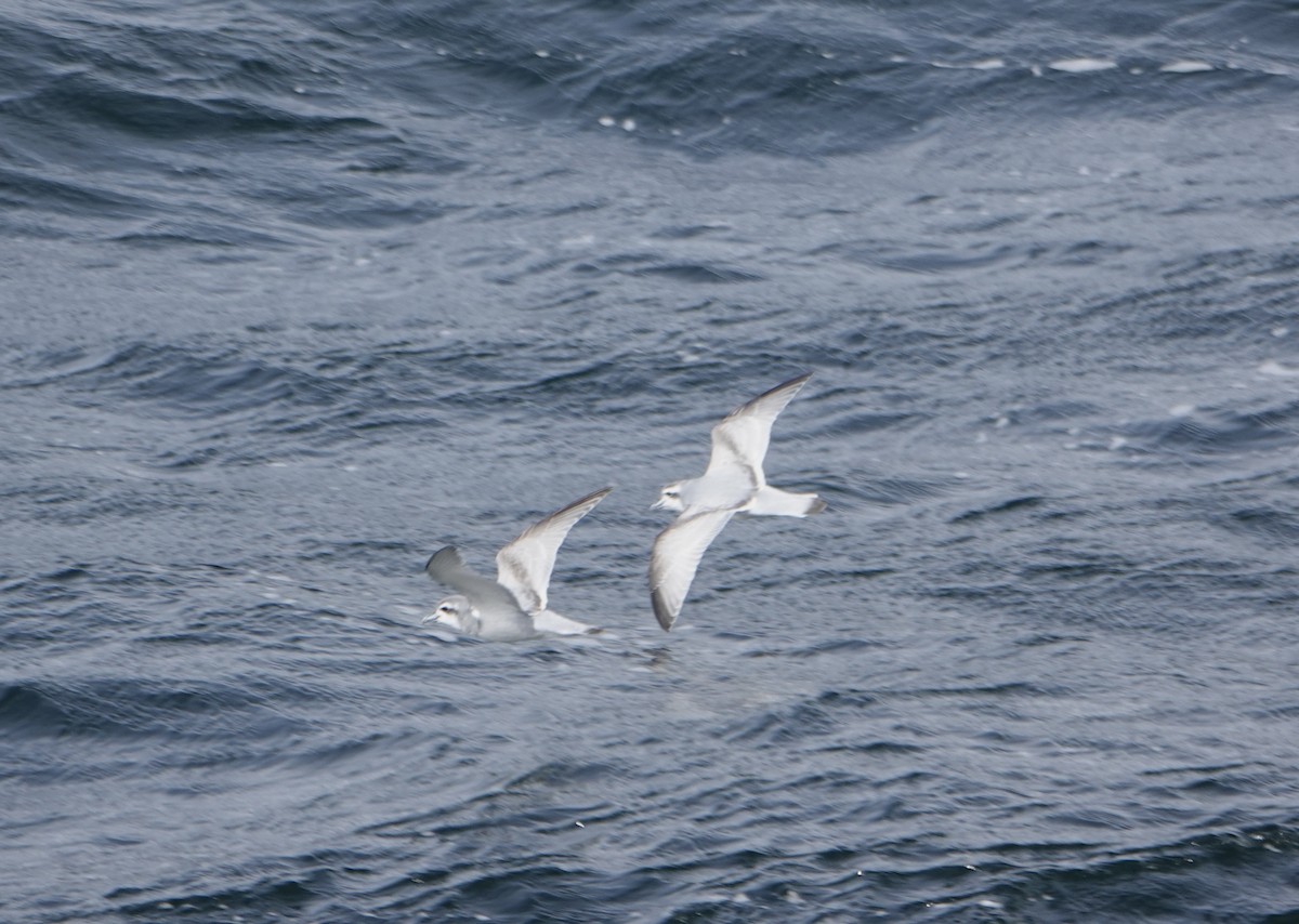 Antarctic Prion - ML647188430