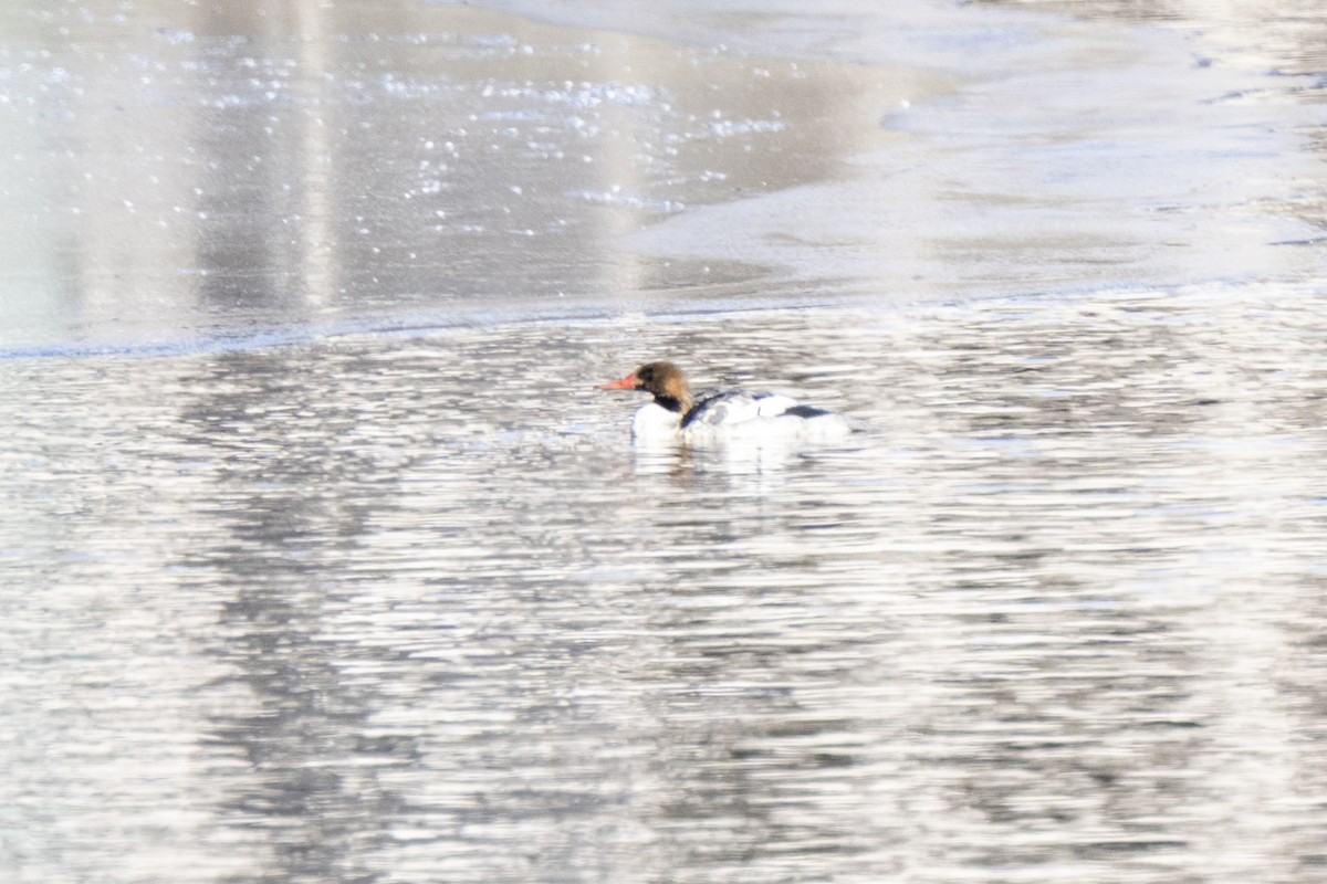 Common Merganser - ML647188440