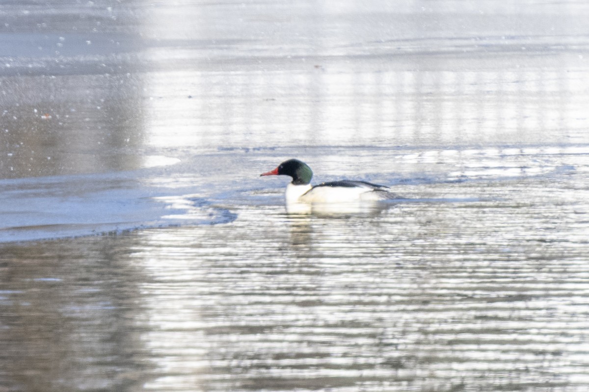 Common Merganser - ML647188445