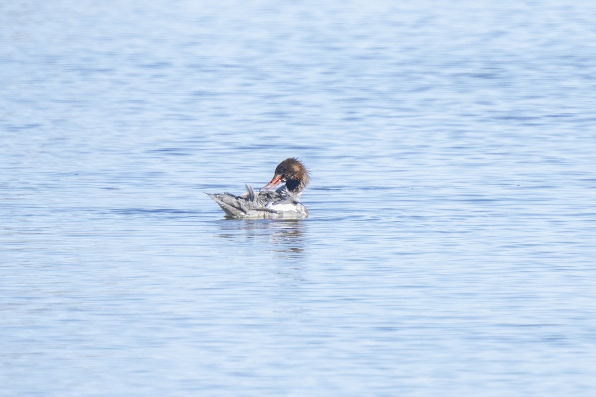 Common Merganser - ML647188448