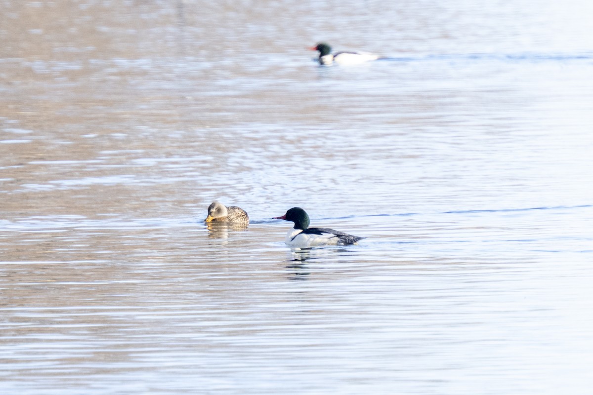 Common Merganser - ML647188451