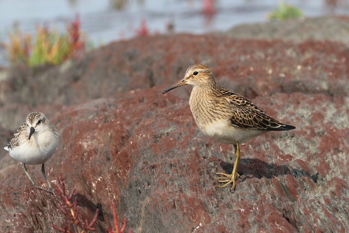Побережник арктичний - ML647188452