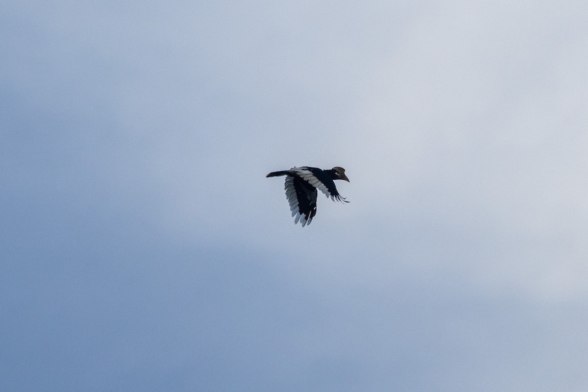 Black-casqued Hornbill - ML647188478