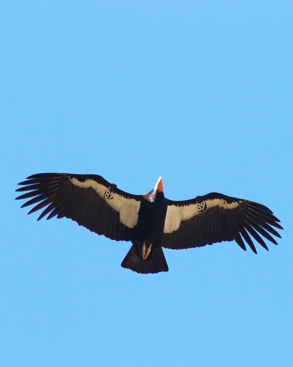 California Condor - ML647188481