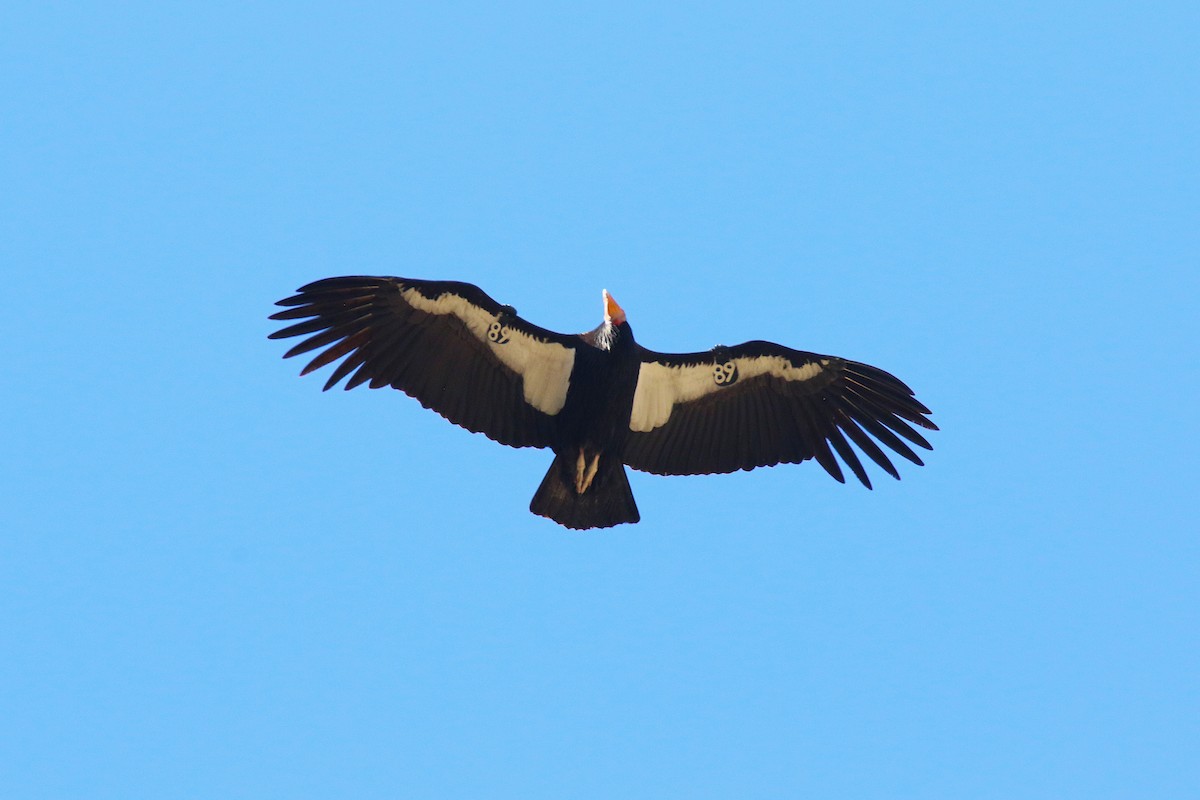 California Condor - ML647188482
