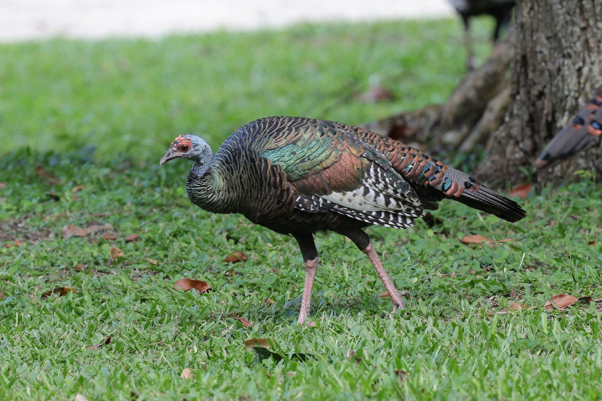 Ocellated Turkey - ML647188484