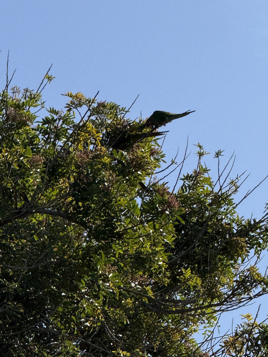 Mitred Parakeet - ML647188490