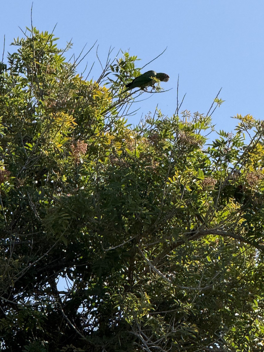 Mitred Parakeet - ML647188491