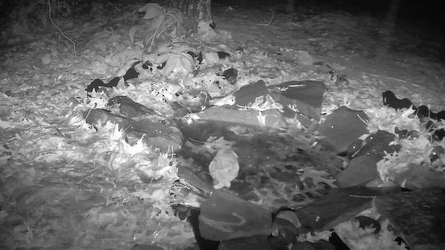 Eastern Screech-Owl - ML647188494