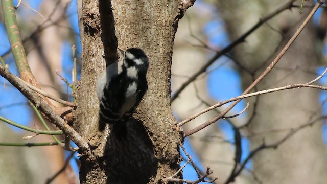 Downy Woodpecker - ML647188508