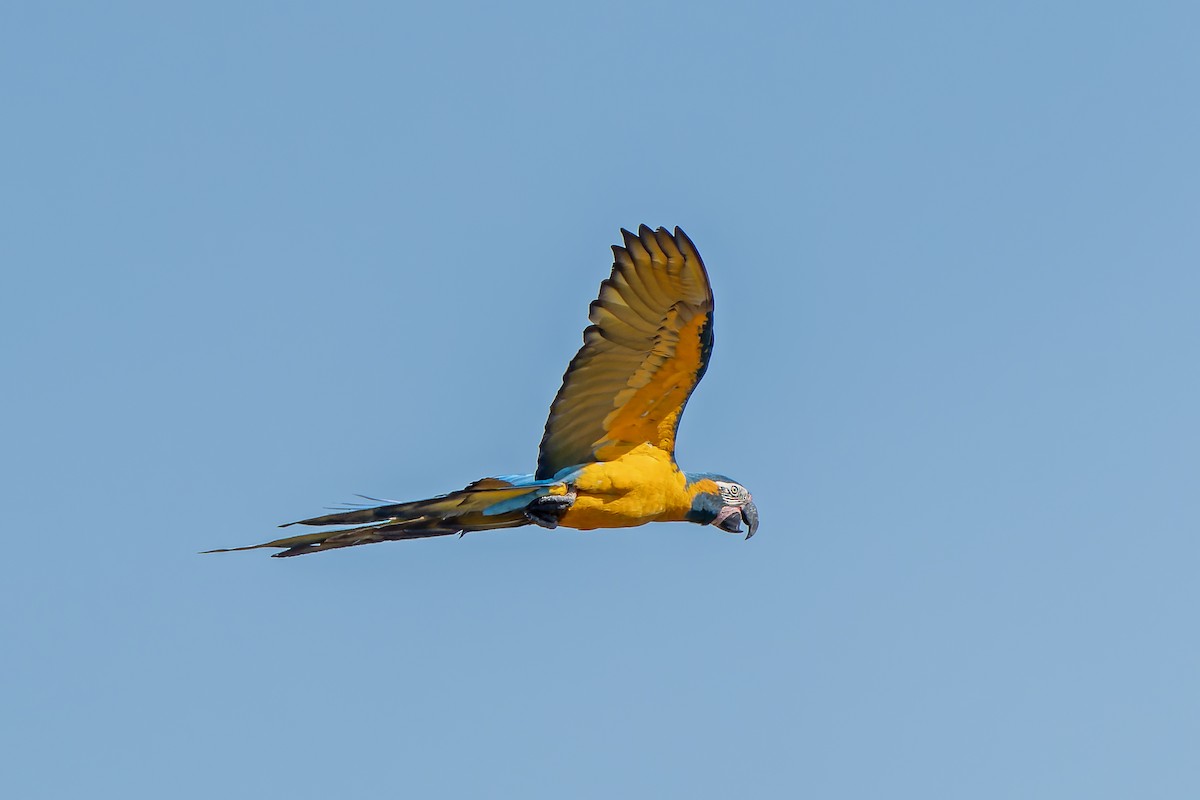 Blue-throated Macaw - ML647188537