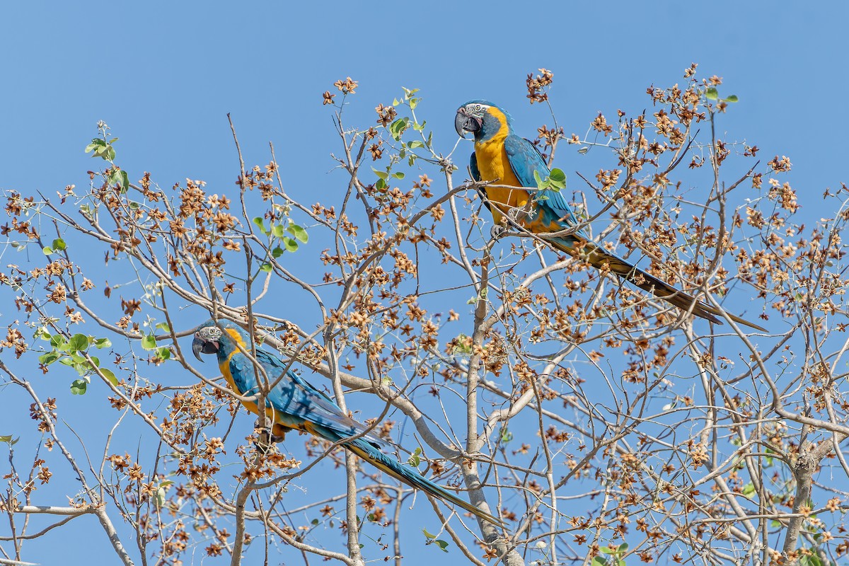 Blue-throated Macaw - ML647188538