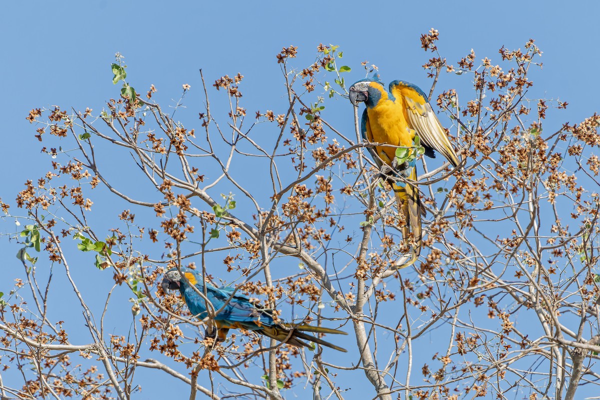 Blue-throated Macaw - ML647188539