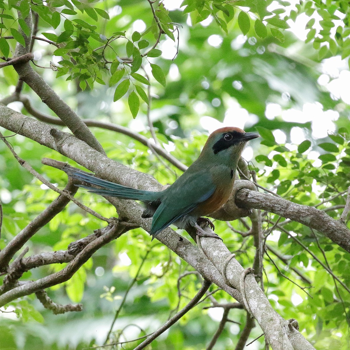 Rufous-capped Motmot - ML647188540