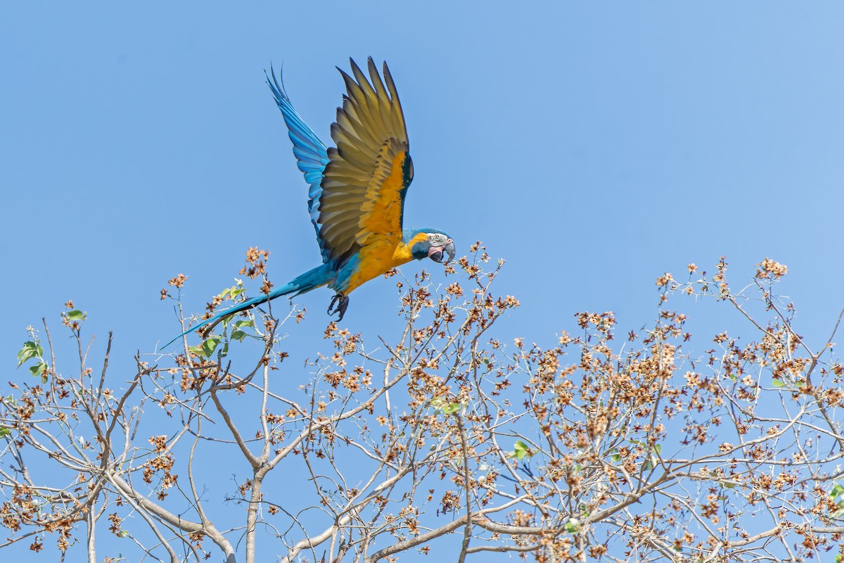 Blue-throated Macaw - ML647188542