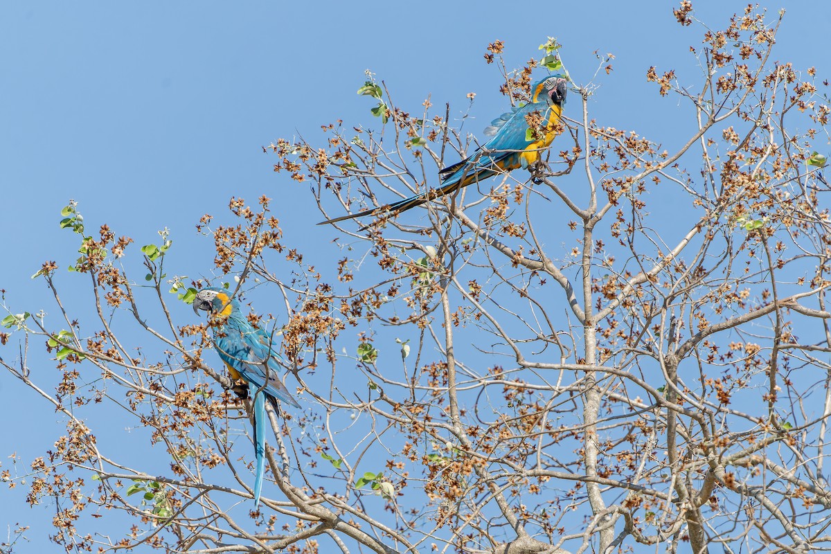 Blue-throated Macaw - ML647188543
