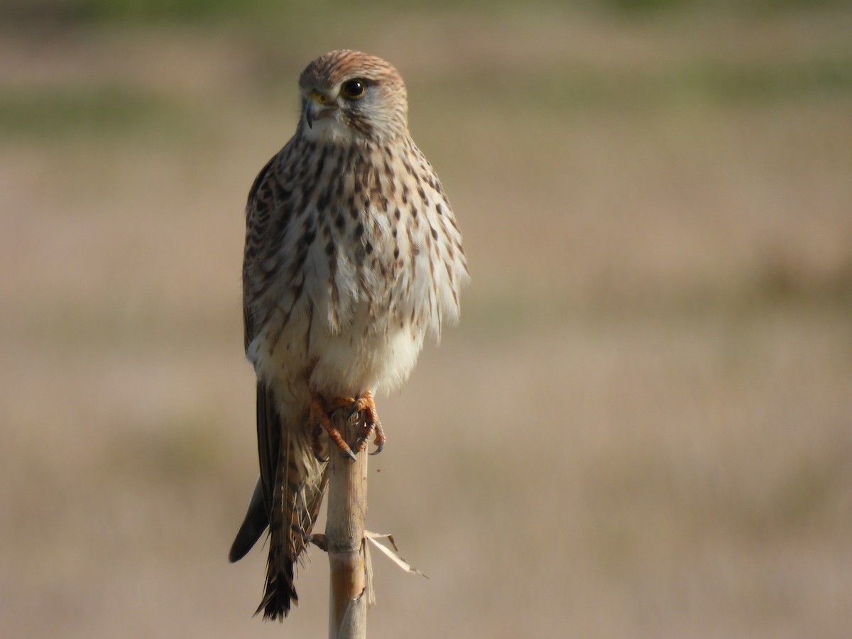 Eurasian Kestrel - ML647188544