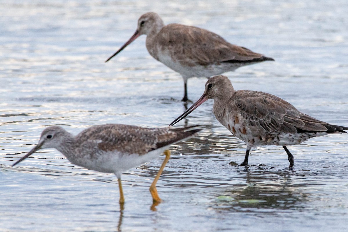 Hudsonian Godwit - ML647188545
