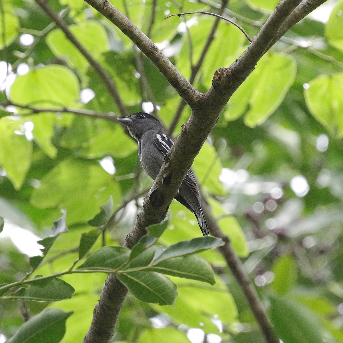 White-winged Becard - ML647188546