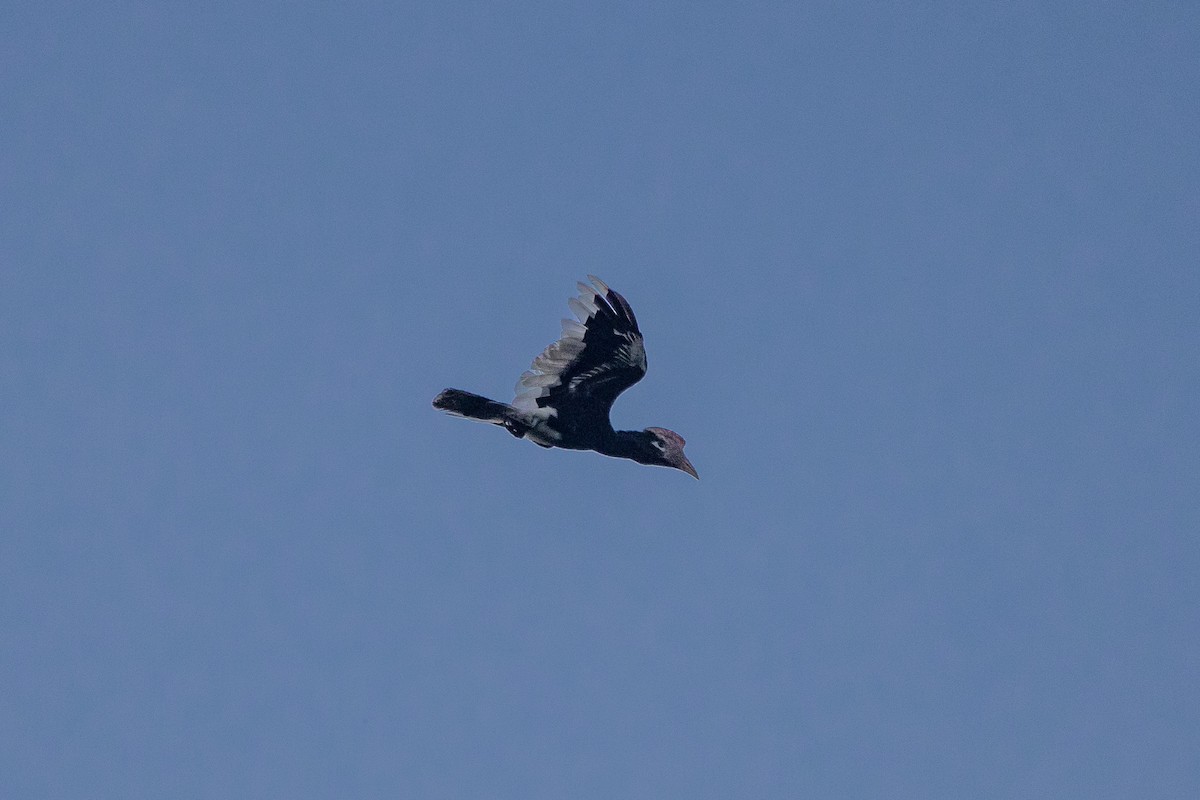 Black-casqued Hornbill - ML647188547