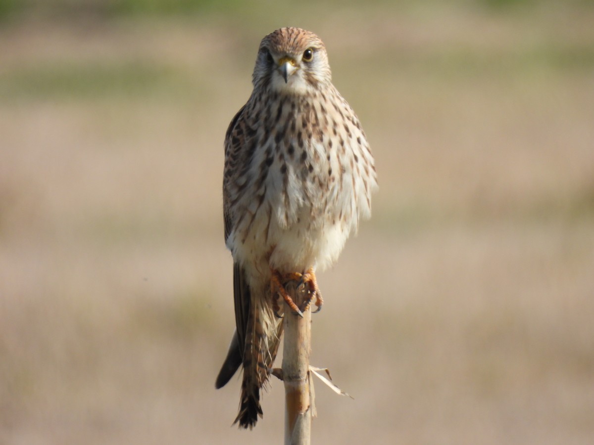 Eurasian Kestrel - ML647188555