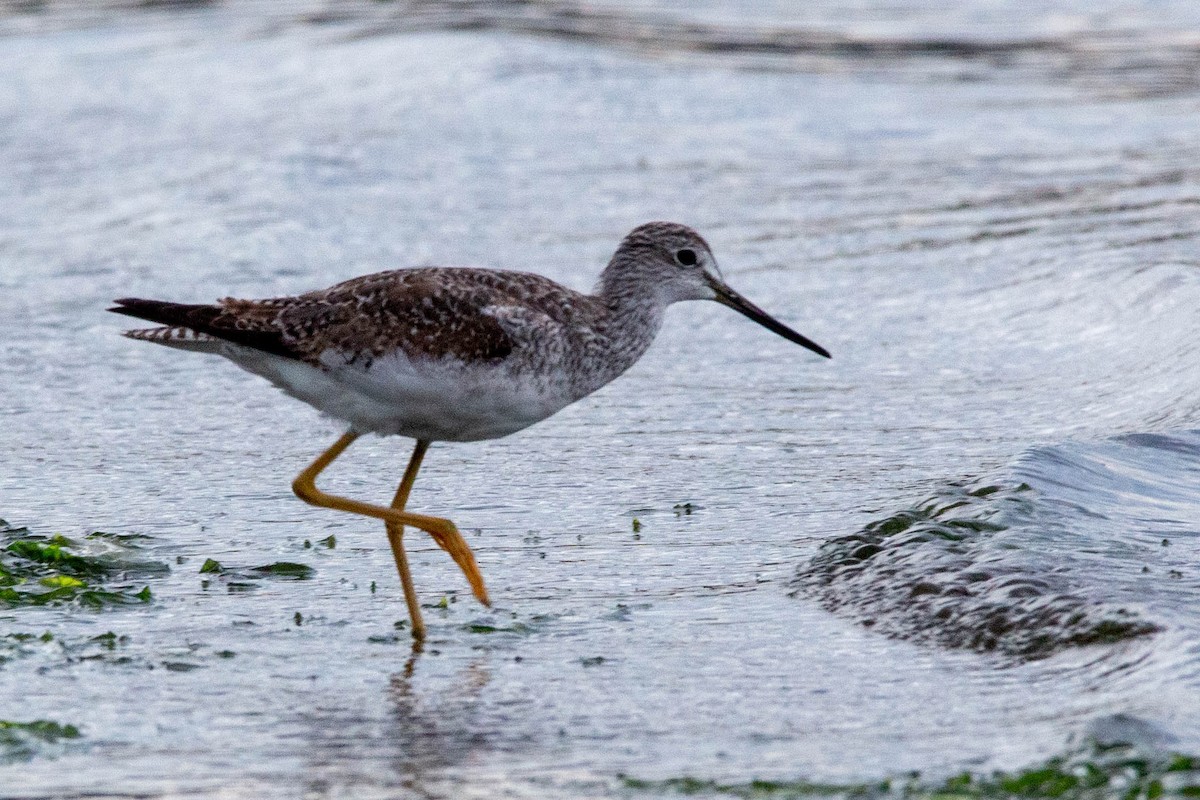 Greater Yellowlegs - ML647188558
