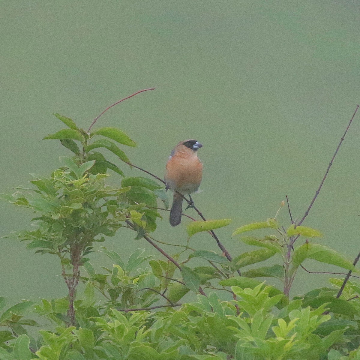 Cinnamon Tanager - ML647188559