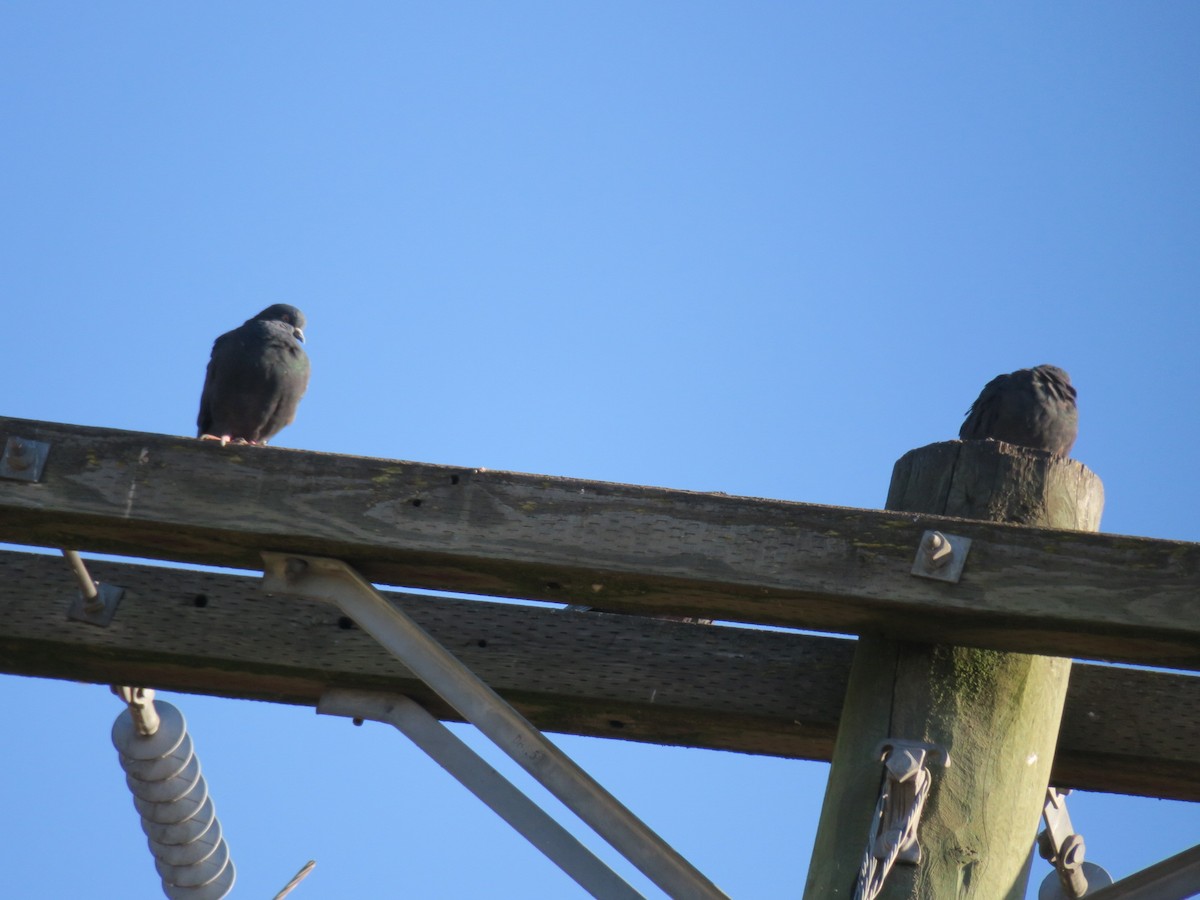 Rock Pigeon (Feral Pigeon) - ML647188560