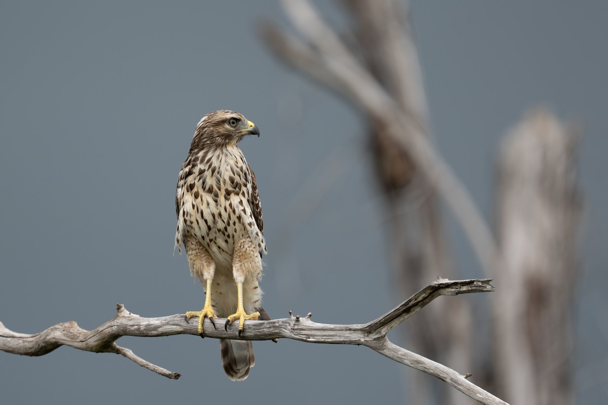 Red-shouldered Hawk - ML647188562