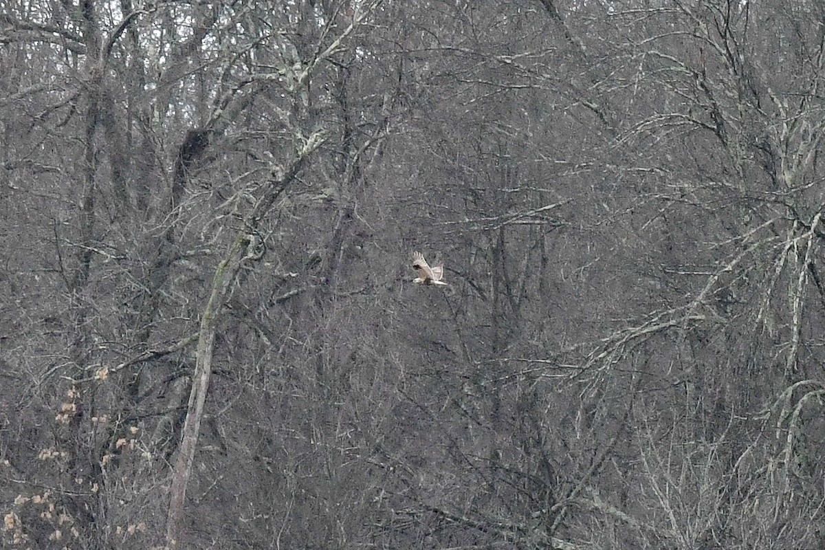 Rough-legged Hawk - ML647188564