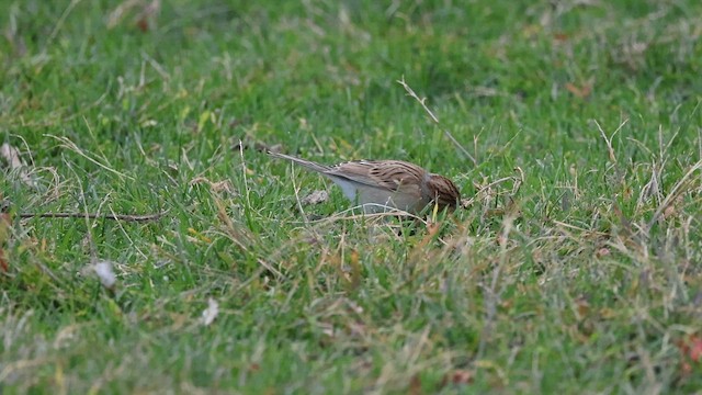 Clay-colored Sparrow - ML647188565