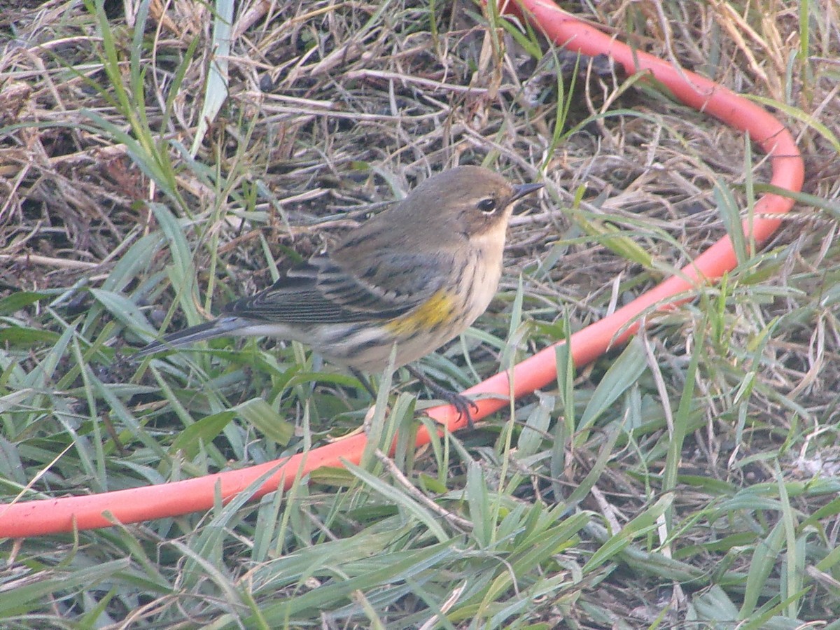 Yellow-rumped Warbler (Myrtle) - ML647188569