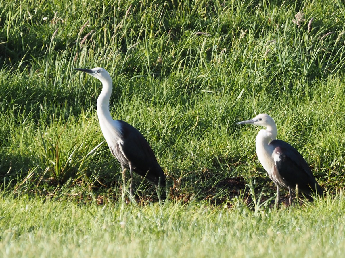 Pacific Heron - ML647188570