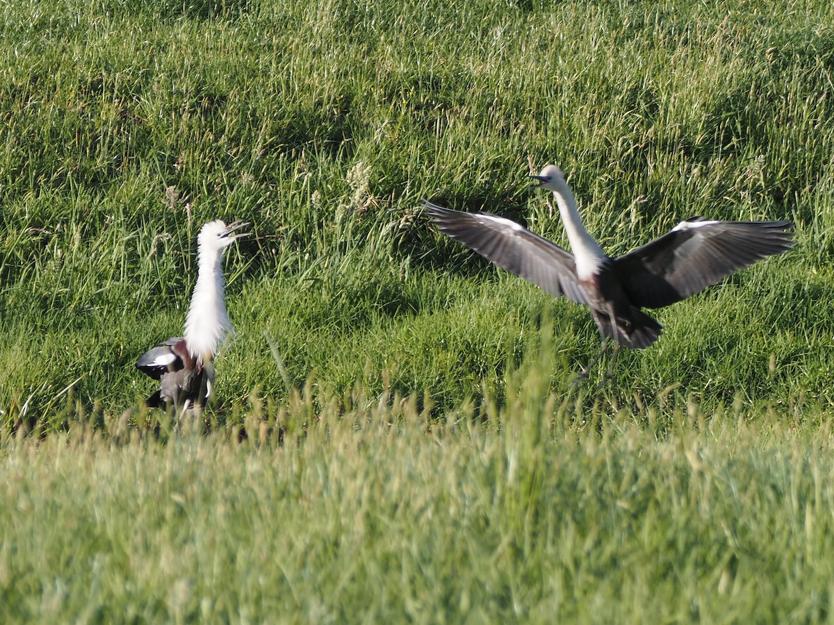 Pacific Heron - ML647188571