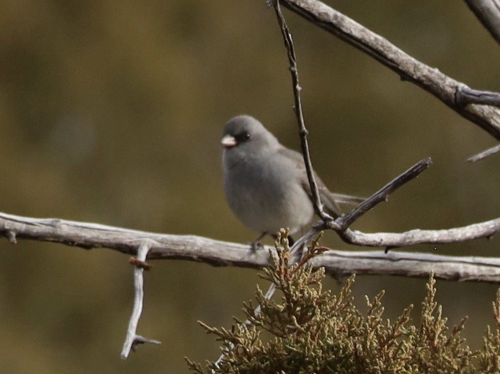 Dark-eyed Junco (Gray-headed) - ML647188572