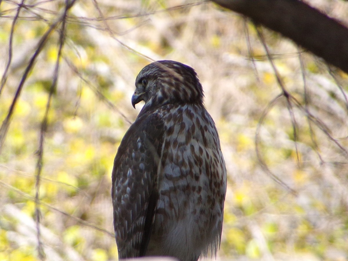 Red-shouldered Hawk - ML647188573