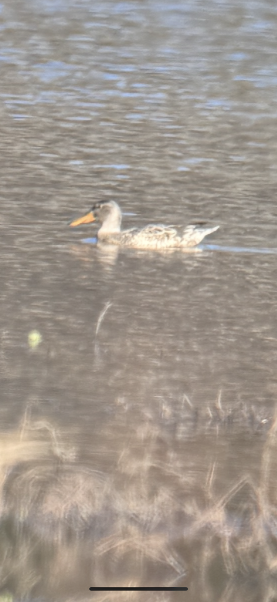 Northern Shoveler - ML647188582
