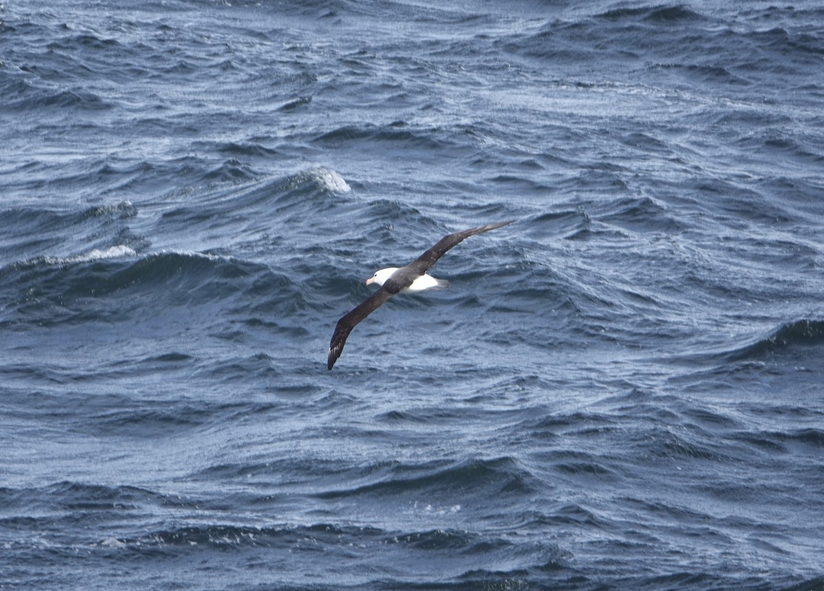 Black-browed Albatross - ML647188583